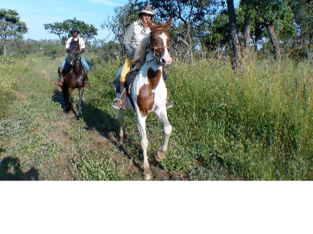 Horse and Hippo Safari